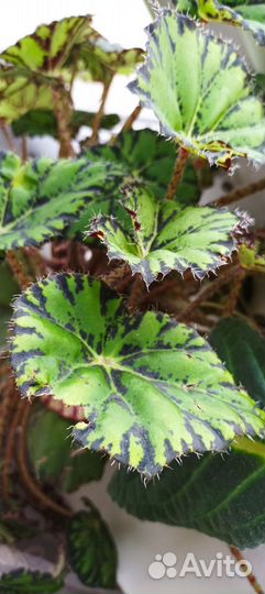 Бегония Бауэра тигровая