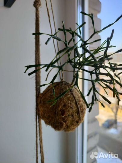 Хатиора суккулент