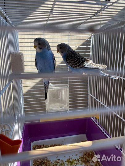 Волнистый попугай