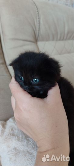 Вислоухая девочка от британской кошки