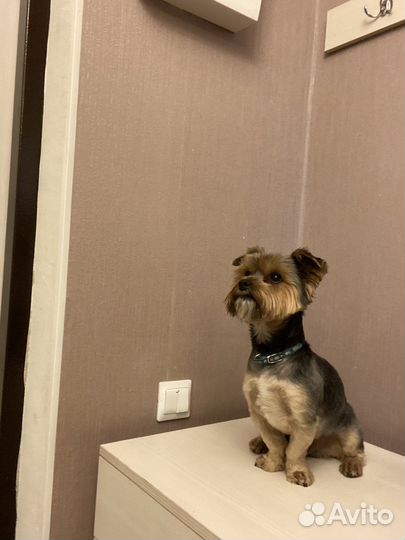 Йоркширский терьер