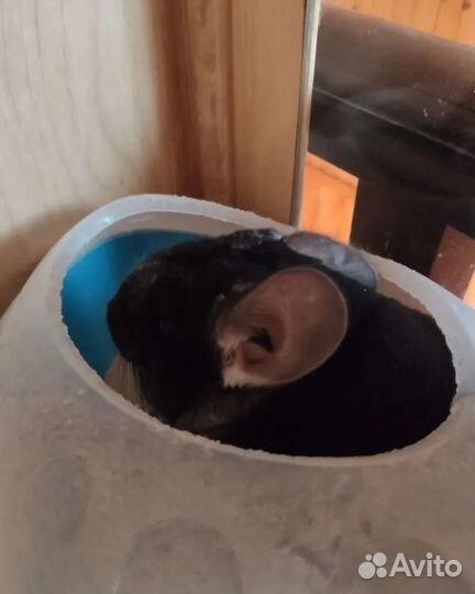 Шиншиллы семья