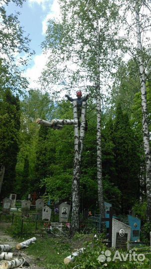 Профессиональный спил деревьев