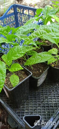 Пассифлора маракуйя