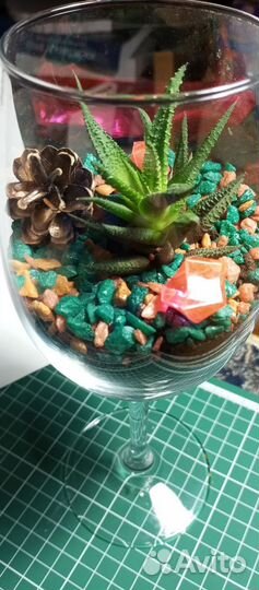 Флорариум в бокале с суккулентом Хавортия