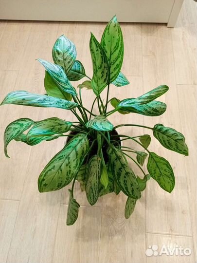 Аглаонема Сильвер квин