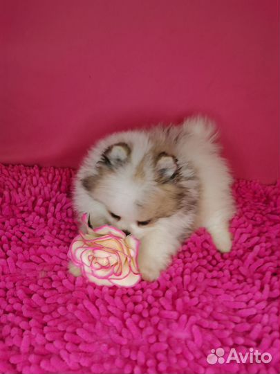 Померанский шпиц медвежьего типа