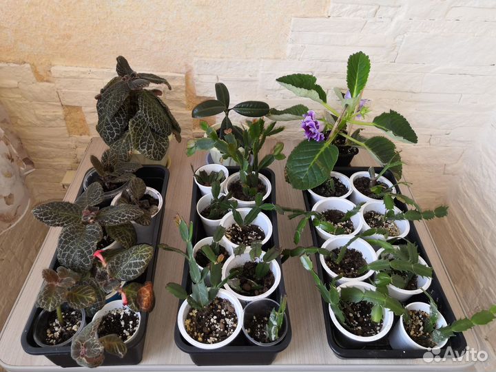 Домашние цветы цветущие