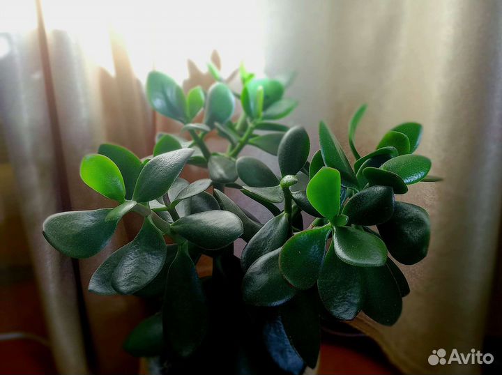 Крассула толстянка