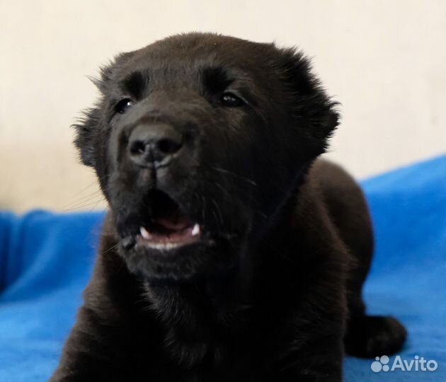 Щенки среднеазиатской овчарки