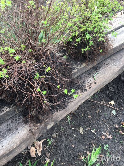 Спирея низкорослая