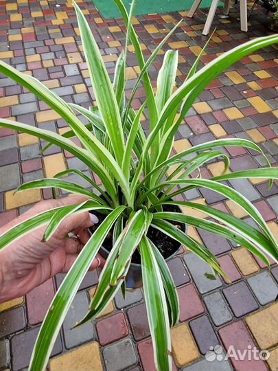 Гортензия Традесканция Хлорофитум