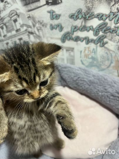 Шотландские котята