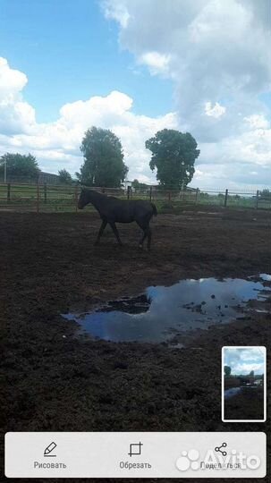 Конь