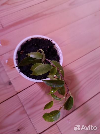 Фикус бенджамина