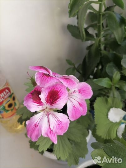 Пеларгония герань