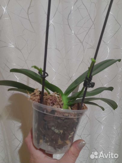 Орхидеи mds143e