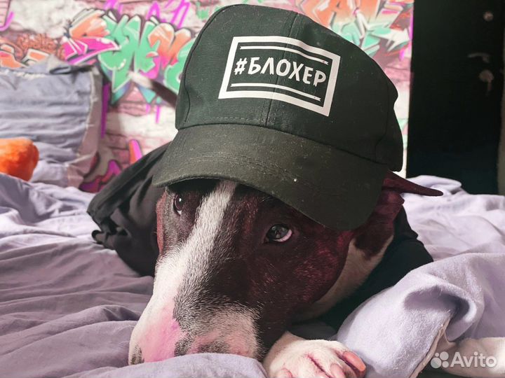 Бультерьер вязка