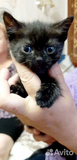 Котята в дар