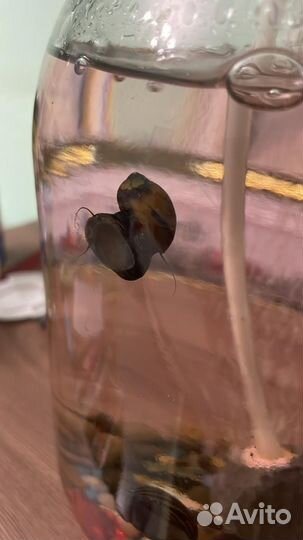 Улитка неретина бесплатно