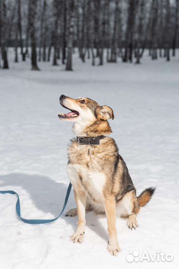 Жизнерадостная собака мечтает о доме