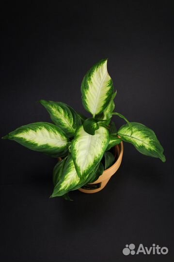 Диффенбахия