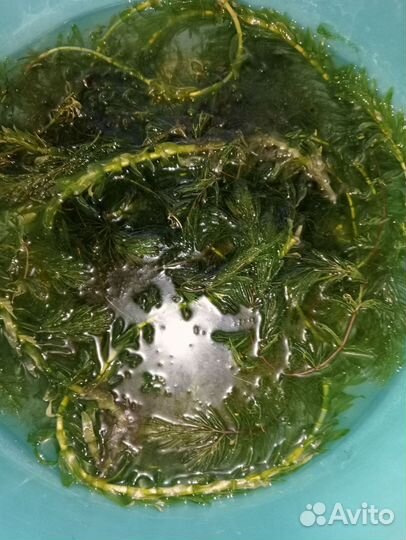 Водоросли для аквариума