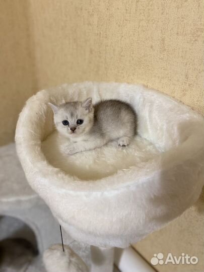 Серебристая тикированная шиншилла