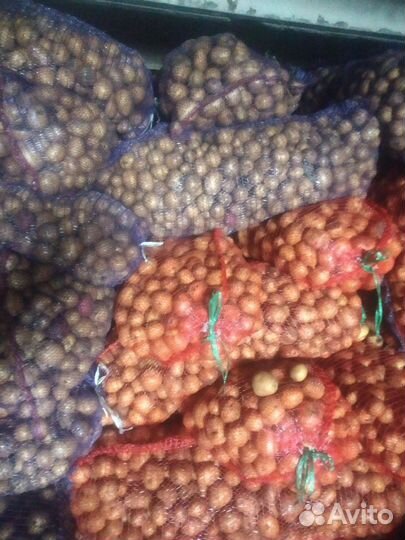 Картофель средний