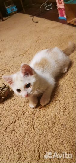 Котенок в добрые ручки