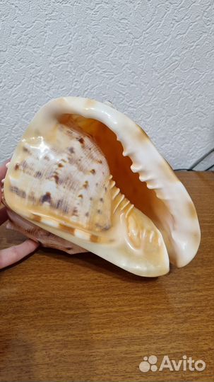 Большая ракушка