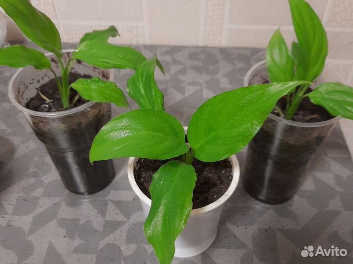 Спатифиллум