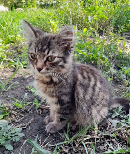 Кошки в дар