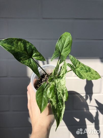 Сингониум Моттлед