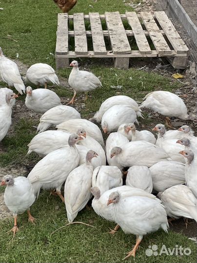 Цесарка Волжская белая 2,5 месяца