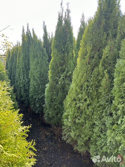 Туя Cмарагд