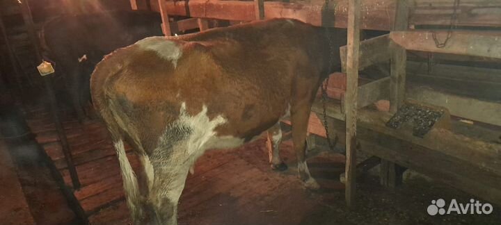 Коровы и телки стельные