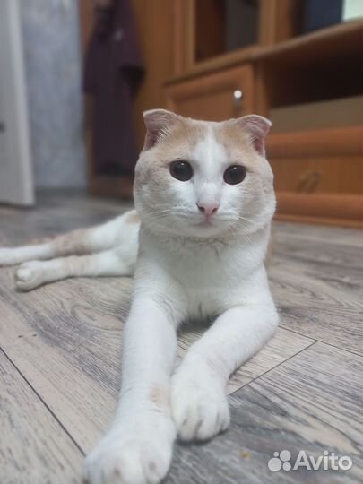 Котик шотладский-веслоухий приглашает на вязку