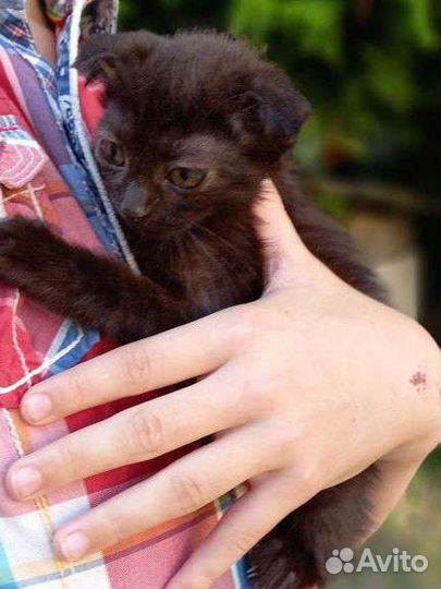 Котенок в дар