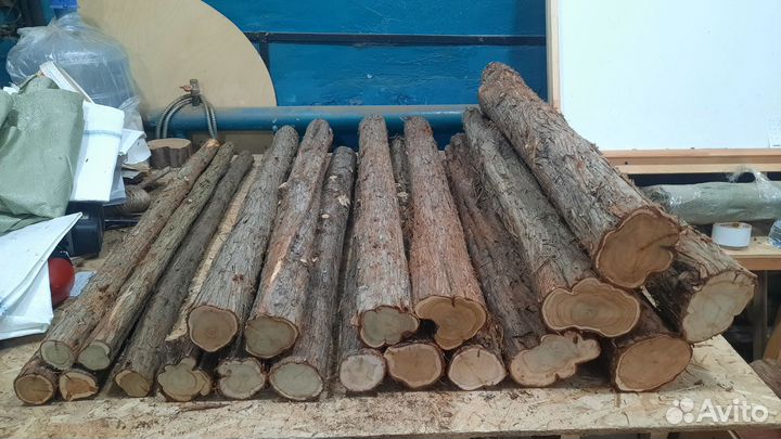 Стволы можжевельника