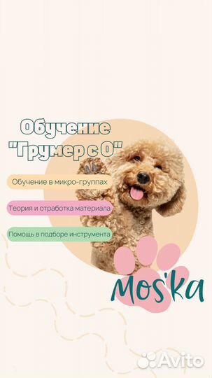 Обучение грумингу/стрижке собак