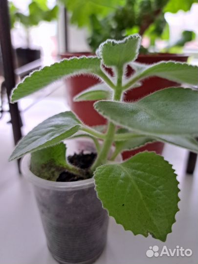 Комнатная мята