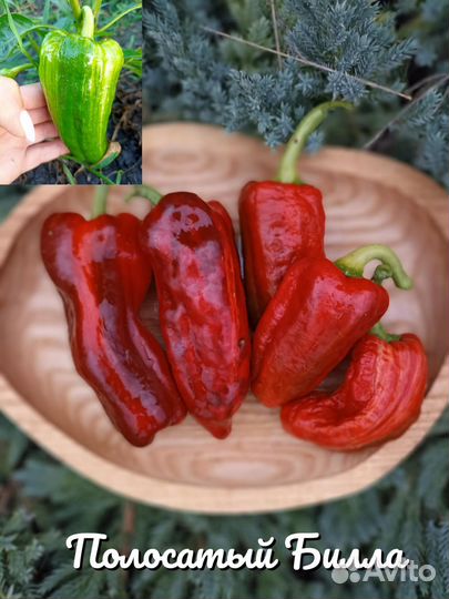 Семена коллекционных перцев