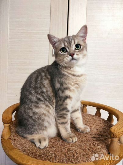 Очаровательный котик ищет семью