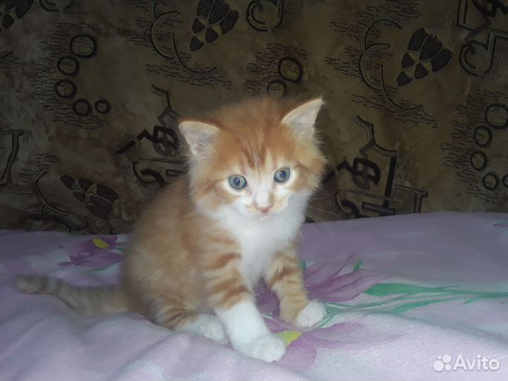 Отдам в добрые руки