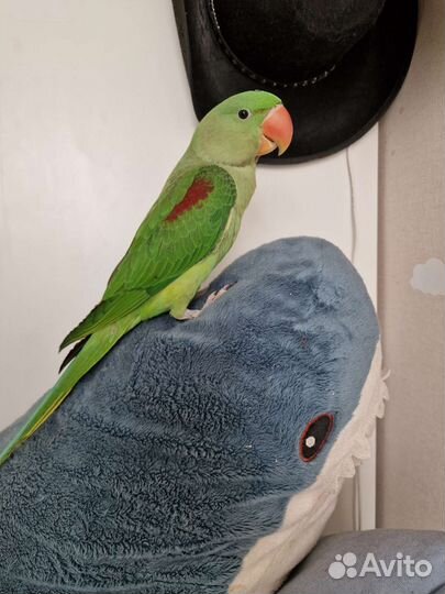 Александрийский попугай