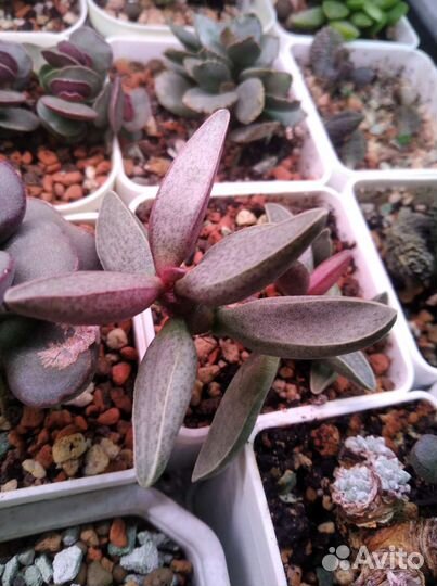 Адромискус