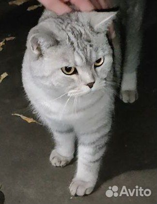 Британская кошечка в дар