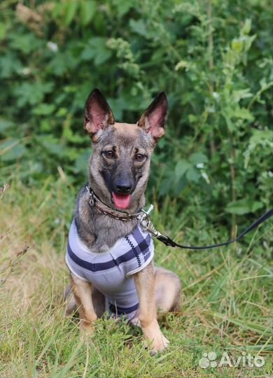 Коротколапый щенок