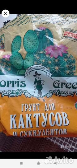 Кактус цветущий